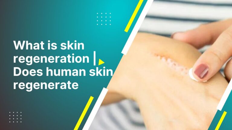 What Is Skin Regeneration | Does Human Skin Regenerate