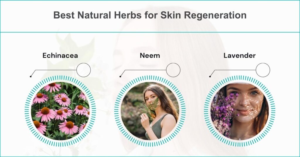 Best Natural Herbs for Skin Regeneration